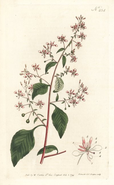 Myggblomst eller meksikansk lopezia, Lopezia racemosa. Håndfarget kobberstikk av Sansom etter en illustrasjon av Sydenham Edwards fra William Curtis' Botanical Magazine, London av Sydenham Teast Edwards