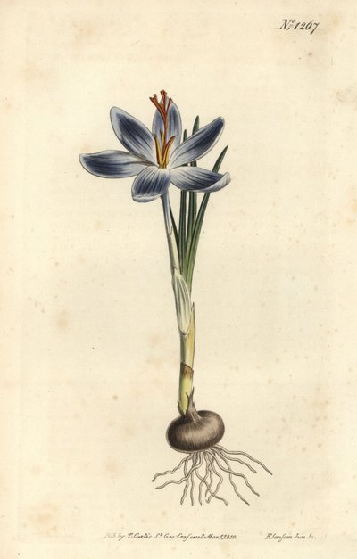Fjellkrokus, Crocus serotinus. Håndfarget kobberstikkgravering av F. Sansom Jr. etter en illustrasjon av Sydenham Edwards fra William Curtis 