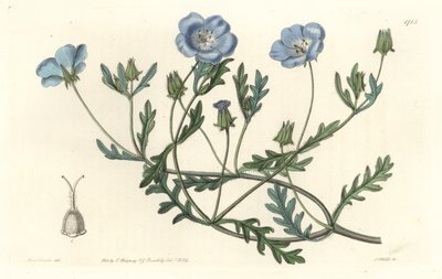 Namophile maculee, opprinnelig fra California - Water forte av S. Watts fra en illustrasjon av Sarah Anne Drake (1803-1857), fra Botanical Register av Sydenham Teast Edwards