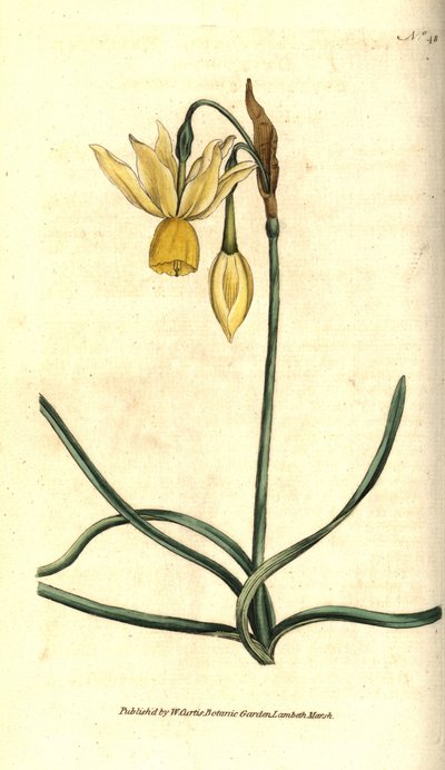 Narcissus - Refleksert påskelilje, Narcissus triandrus. Håndfarget kobberstikk etter en botanisk illustrasjon av James Sowerby fra William Curtis' The Botanical Magazine, Lambeth Marsh, London av Sydenham Teast Edwards