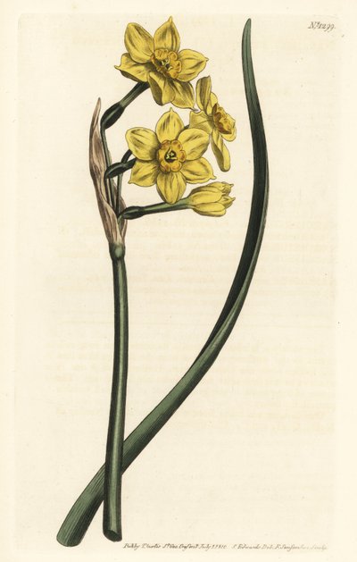 Narcissus en bukett Buntblomstret påskelilje, Narcissus tazetta subsp. aureus (narcissus med påskeliljeduft, Narcissus bifrons) - Håndfarget kobberstikk av F. Sansom Jr. etter en illustrasjon av Sydenham Edwards fra William Curtis' Botanical Maga av Sydenham Teast Edwards