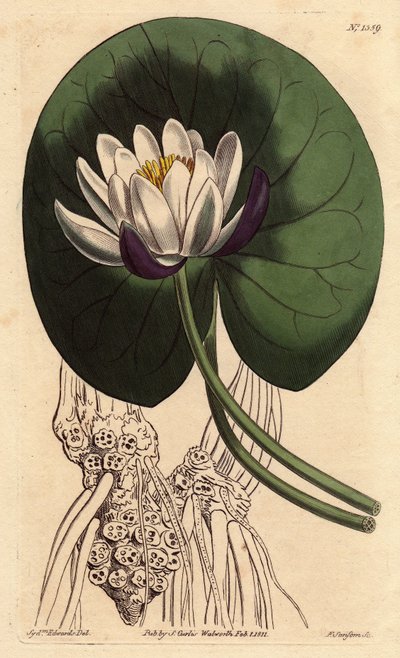 Nenuphar har en stor hvit blomst foran hele det runde bladet. Koppblomstret vannlilje med stor hvit blomst foran rund liljepute. Nymphaea nitida. Håndfarget kobberstikk fra en botanisk illustrasjon av Sydenham Edwards fra William av Sydenham Teast Edwards