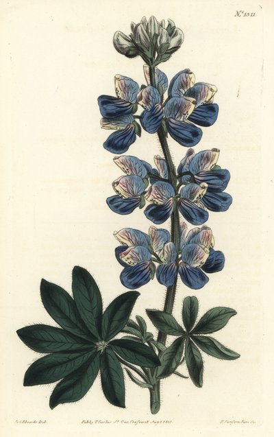 Nootka Lupin - Nootka-Lyd lupin, Lupinus nootkatensis. Håndfarget kobberstikkgravering av F. Sansom Jr. etter en illustrasjon av Sydenham Edwards fra William Curtis 