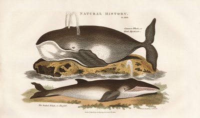 Nord-Atlantiske hvaler av Sydenham Teast Edwards