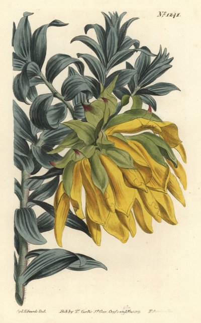 Oransje nikkende hode eller fjelldahlia, Liparia splendens (Ruscus-leaved liparia, Liparia sphaerica). Håndfarget kobberstikk av F. Sansom Jr. etter en illustrasjon av Sydenham Edwards fra William Curtis' Botanical Magazine, T. Curtis, London av Sydenham Teast Edwards