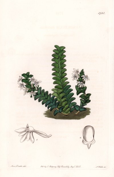 Orkidé: Angraecum-variant, hjemmehørende i Ekvatorial-Afrika - Plate gravert av S.Watts, fra en illustrasjon av Sarah Anne Drake (1803-1857), fra Botanical Register of Sydenham Edwards (1768-1819), England av Sydenham Teast Edwards