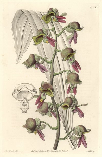 Orchid Catasetum, tofargede blomster, hjemmehørende i Guyana - Water forte av S. Watts fra en illustrasjon av Sarah Anne Drake (1803-1857), fra det botaniske registeret av Sydenham Teast Edwards