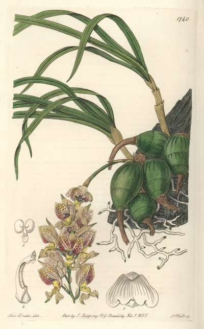 Orchid Grobya, med gule og lilla blomster, hjemmehørende i Brasil - Water forte av S. Watts fra en illustrasjon av Sarah Anne Drake (1803-1857), fra Botanical Register av Sydenham Teast Edwards