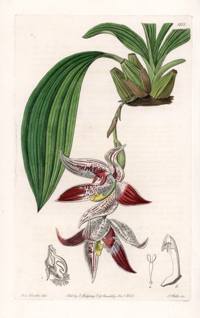 Orkidé: Paphinia cristata, hjemmehørende i Amazonia - Plate gravert av S.Watts, fra en illustrasjon av Sarah Anne Drake (1803-1857), fra Botanical Register of Sydenham Edwards (1768-1819), England av Sydenham Teast Edwards
