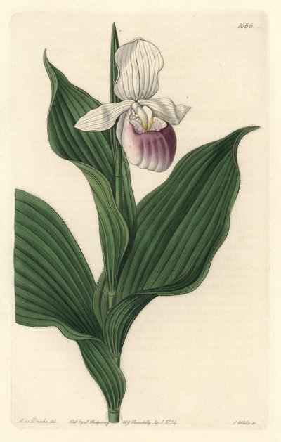 Orchid, Royal Cypripede - Water forte av S. Watts fra en illustrasjon av Sarah Anne Drake (1803-1857), fra Botanical Register av Sydenham Teast Edwards
