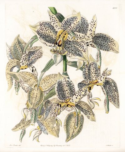 Orkidé: Stanhopea-variant, neotropisk - Plate gravert av S.Watts, fra en illustrasjon av Sarah Anne Drake (1803-1857), fra Botanical Register of Sydenham Edwards (1768-1819), England av Sydenham Teast Edwards