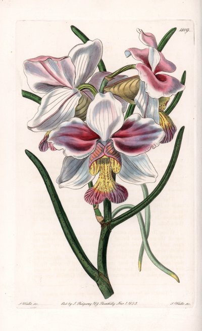 Orkide: Vanda-variant, epifytiske arter i Asia - Plate gravert av S.Watts, fra en illustrasjon av Sarah Anne Drake (1803-1857), fra Botanical Register of Sydenham Edwards (1768-1819), England av Sydenham Teast Edwards