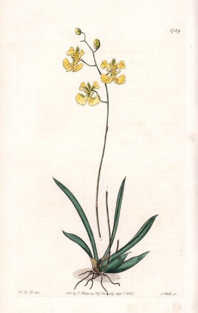 Orchid: Variete Tolumnia guianensis, endemisk til Haiti og Santo Domingo - Plate gravert av S.Watts, fra en illustrasjon av Sarah Anne Drake (1803-1857), fra Botanical Register of Sydenham Edwards (1768-1819), England av Sydenham Teast Edwards