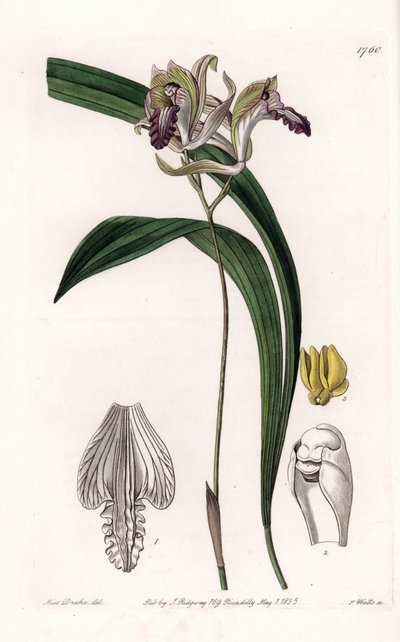 Orchid: Variety of Bletia of America - Plate gravert av S.Watts, fra en illustrasjon av Sarah Anne Drake (1803-1857), fra Botanical Register of Sydenham Edwards (1768-1819), England av Sydenham Teast Edwards