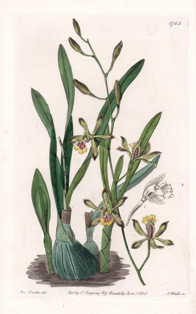 Orchid: epidendre grele - Gravert tavle av S.Watts, fra en illustrasjon av Sarah Anne Drake (1803-1857), fra Botanical Register of Sydenham Edwards (1768-1819), England av Sydenham Teast Edwards