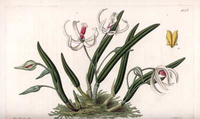 Orchid: miniatyr variasjon av leptotes - Plate gravert av S.Watts, fra en illustrasjon av Sarah Anne Drake (1803-1857), fra Botanical Register of Sydenham Edwards (1768-1819), England av Sydenham Teast Edwards