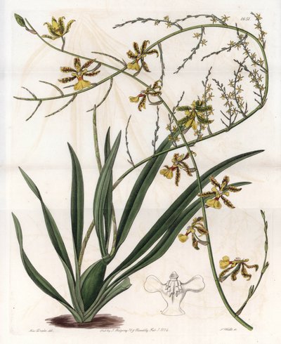 Orchid: oncidium variete, West Indies epiphyte - Plate gravert av S.Watts, fra en illustrasjon av Sarah Anne Drake (1803-1857), fra Botanical Register of Sydenham Edwards (1768-1819), England av Sydenham Teast Edwards