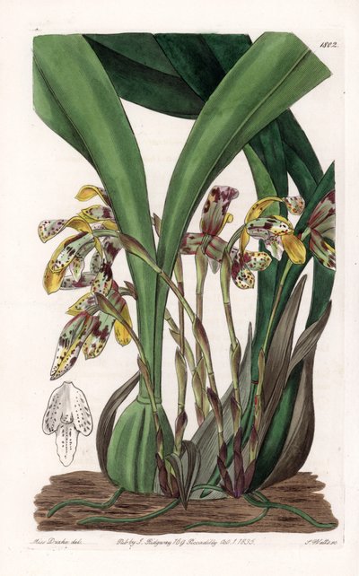 Orkidé: variant av maxillaria, hjemmehørende i Sør-Amerika - Plate gravert av S.Watts, basert på en illustrasjon av Sarah Anne Drake (1803-1857), fra Botanical Register of Sydenham Edwards (1768-1819), England av Sydenham Teast Edwards