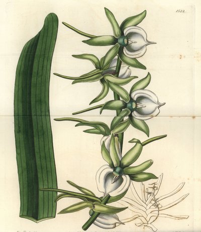 Orkidé variant av øyene i Det indiske hav - Elfenben angraecum orkidé, Angraecum eburneum. Håndfarget kobberstikk av S. Watts etter en illustrasjon av Miss Sarah Drake fra Sydenham Edwards' Botanical Register, Ridgeway, London av Sydenham Teast Edwards