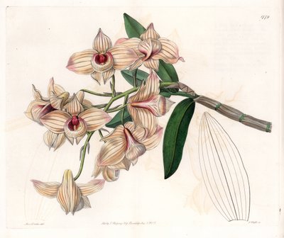 Orkidé: variant av Dendrobium - Plate gravert av S.Watts, fra en illustrasjon av Sarah Anne Drake (1803-1857), fra Botanical Register of Sydenham Edwards (1768-1819), England av Sydenham Teast Edwards