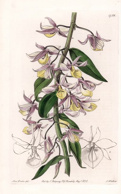 Orkidé: variant av Dendrobium, hjemmehørende i Asia - Plate gravert av S. Watts, fra en illustrasjon av Sarah Anne Drake (1803-1857), fra Botanical Register of Sydenham Edwards (1768-1819), England av Sydenham Teast Edwards
