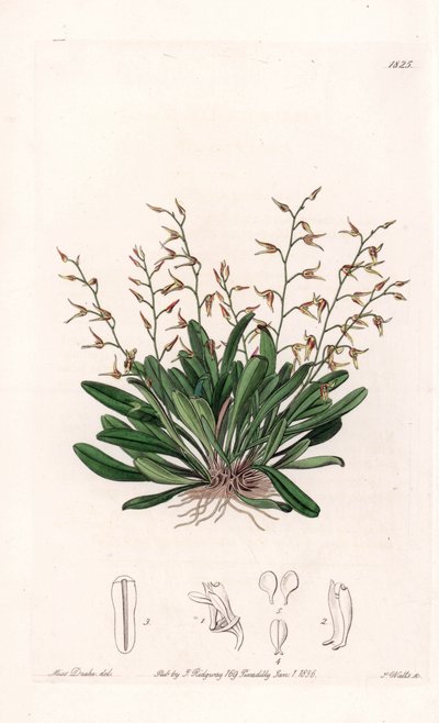 Orchid: variety of epidendre - Plate gravert av S.Watts, fra en illustrasjon av Sarah Anne Drake (1803-1857), fra Botanical Register of Sydenham Edwards (1768-1819), England av Sydenham Teast Edwards