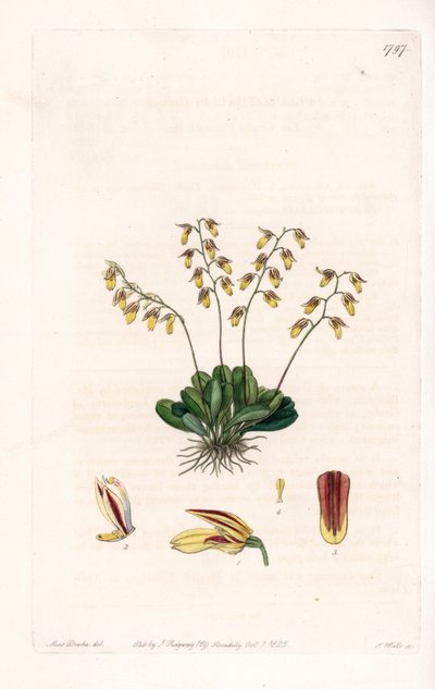 Orchid: variety of epidendre - Plate gravert av S.Watts, fra en illustrasjon av Sarah Anne Drake (1803-1857), fra Botanical Register of Sydenham Edwards (1768-1819), England av Sydenham Teast Edwards