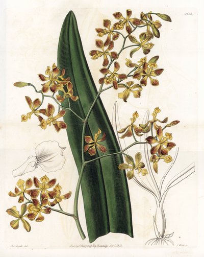Orchid: variasjon av epidendrum - Plate gravert av S.Watts, fra en illustrasjon av Sarah Anne Drake (1803-1857), fra Botanical Register of Sydenham Edwards (1768-1819), England av Sydenham Teast Edwards