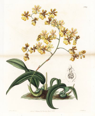 Orchid: variasjon av epifytisk oncidium fra Brasil - Plate gravert av S. Watts, fra en illustrasjon av Sarah Anne Drake (1803-1857), fra Botanical Register of Sydenham Edwards (1768-1819), England av Sydenham Teast Edwards