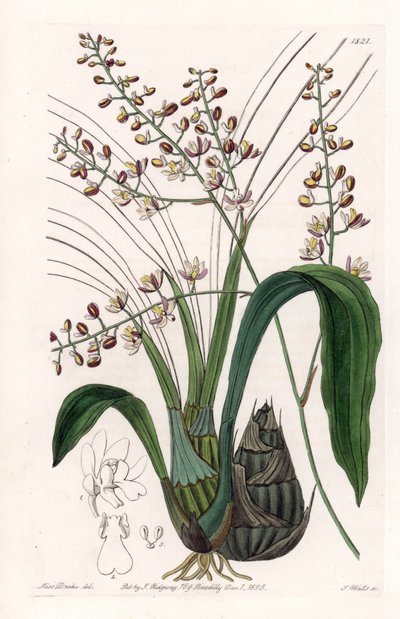 Orchid: variasjon av eulophia - Plate gravert av S.Watts, fra en illustrasjon av Sarah Anne Drake (1803-1857), fra Botanical Register of Sydenham Edwards (1768-1819), England av Sydenham Teast Edwards