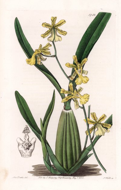 Orkidé, variant av oncydium, hjemmehørende i Sør-Amerika - Plate gravert av S.Watts, fra en illustrasjon av Sarah Anne Drake (1803-1857), fra Botanical Register of Sydenham Edwards (1768-1819), England av Sydenham Teast Edwards