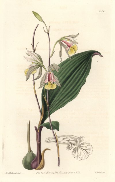 Orchidee, American Bletia - Water Forte av S. Watts fra en illustrasjon av T. Holland, fra Botanical Register av Sydenham Teast Edwards