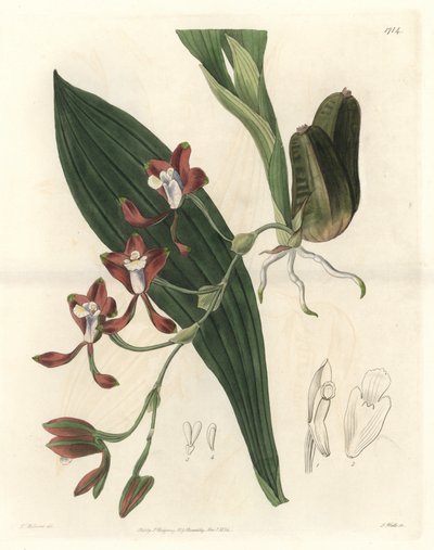 Orchidee Batemannia, innfødt av Guyana - Water forte av S. Watts fra en illustrasjon av T. Holland, fra Botanical Register av Sydenham Teast Edwards