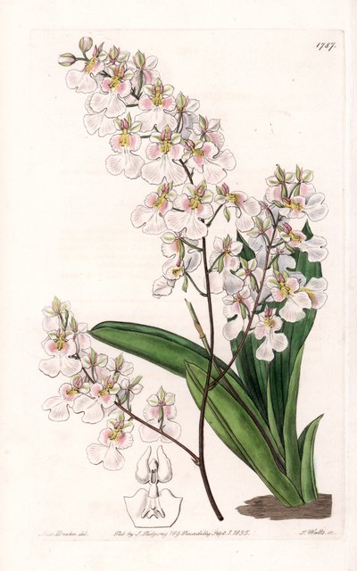 Orkideen Tolumnia pulchella, endemisk til Jamaica - Gravert av S.Watts, fra en illustrasjon av Sarah Anne Drake (1803-1857), fra Botanical Register of Sydenham Edwards (1768-1819), England av Sydenham Teast Edwards