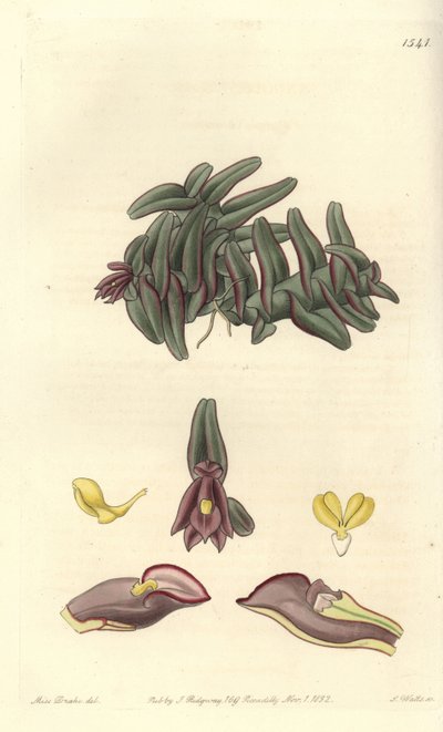 Orchidee epidendrum of Sentral-Amerika - Epidendrum schlechterianum orchid (lilla nanoder, nanoder misfarges). Håndfarget kobberstikk av S. Watts etter en illustrasjon av Miss Sarah Drake fra Sydenham Edwards' Botanical Register, Ridgeway, Lon av Sydenham Teast Edwards