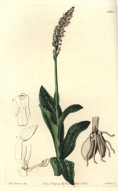 Orchidee neotine - Tettblomstret orkidé, Neotinea maculata (En-størrelse aceras, Aceras secundiflora). Håndfarget kobberstikk av S. Watts etter en illustrasjon av Miss Sarah Drake fra Sydenham Edwards' Botanical Register, Ridgeway, London av Sydenham Teast Edwards