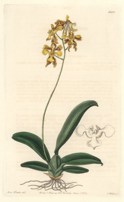 Orchidee oncidium yellow, hjemmehørende i Brasil - Water forte av S. Watts fra en illustrasjon av Sarah Anne Drake (1803-1857), fra Botanical Register av Sydenham Teast Edwards