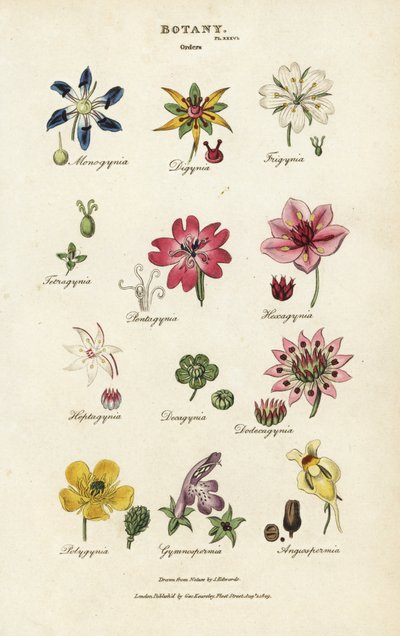 Blomsterordener: Monogynia, Digynia, Trigynia, Pentagynia, etc. Håndfarget kobberstikk etter Sydenham Edwards fra John Mason Good