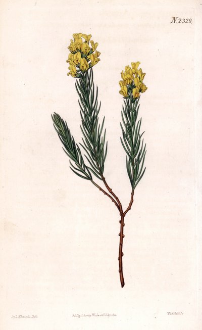 Oval pigg aspalathus, Aspalathus callosa. Håndfarget kobberstikk av Weddell etter en illustrasjon av Sydenham Edwards fra Samuel Curtis' "" Botanical Magazine,"" London av Sydenham Teast Edwards