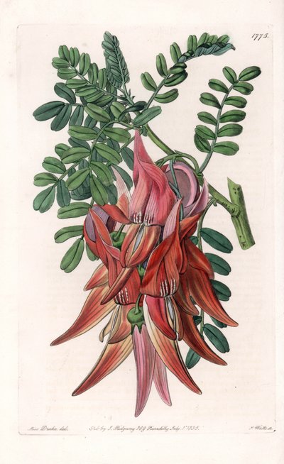 Parrot's Beak - Plate gravert av S.Watts, fra en illustrasjon av Sarah Anne Drake (1803-1857), fra Botanical Register of Sydenham Edwards (1768-1819), England av Sydenham Teast Edwards