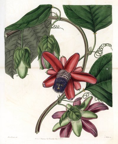 Passion Variete - Plate gravert av S.Watts, fra en illustrasjon av Sarah Anne Drake (1803-1857), fra Botanical Register of Sydenham Edwards (1768-1819), England av Sydenham Teast Edwards