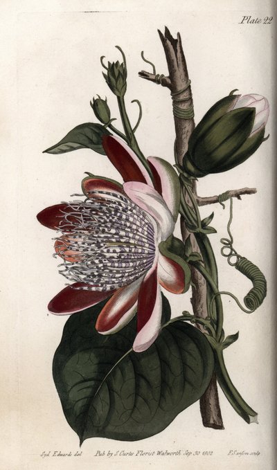 Pasjonsblomst, knopp og blomst. Farget kobberstikk, illustrasjon av Sydenham Edwards (1768-1819) for Conferences of Botanical, Botanical Garden of Lambeth (England) av Sydenham Teast Edwards