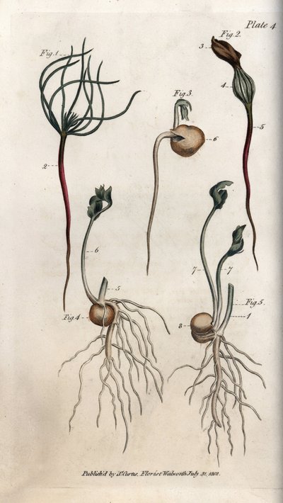 Erter, belgfruktfrø har forskjellige spirestadier. Farget kobberstikk, illustrasjon av Sydenham Edwards (1768-1819) for Conferences of Botanical, Botanical Garden of Lambeth (England) av Sydenham Teast Edwards