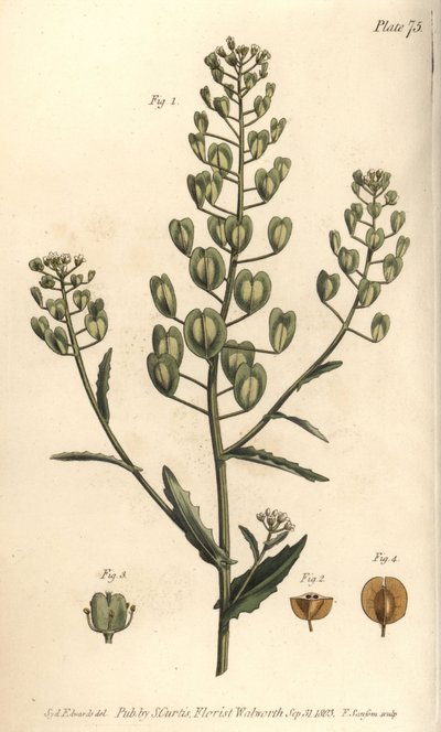 Pennycress, Thlaspi arvense, Siliculosa. Håndfarget kobberstikk av F. Sansom av en botanisk illustrasjon av Sydenham Edwards for William Curtis' Lectures on Botany, som ble levert i Botanic Garden at Lambeth av Sydenham Teast Edwards