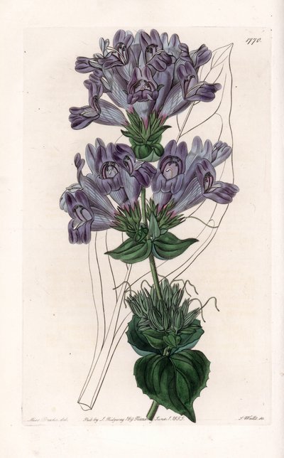 Penstemon Variete - Plate gravert av S.Watts, fra en illustrasjon av Sarah Anne Drake (1803-1857), fra Botanical Register of Sydenham Edwards (1768-1819), England av Sydenham Teast Edwards