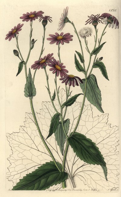 Pericallis tussilaginis (Coltsfoot-leaved groundsel, Senecio tussilaginis). Håndfarget kobberstikk av S. Watts etter en illustrasjon av Miss Sarah Drake fra Sydenham Edwards' Botanical Register, Ridgeway, London av Sydenham Teast Edwards