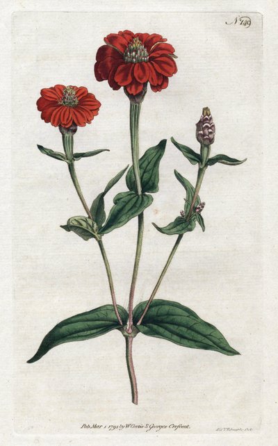 Peruansk zinnia eller bresine - Litografi av Sydenham Edwards (1768-1819), fra Botanical Magazine av William Curtis (1746-1799) av Sydenham Teast Edwards
