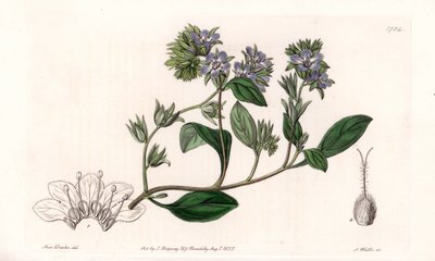 Phacelia, endemisk i California - Gravert av S.Watts, fra en illustrasjon av Sarah Anne Drake (1803-1857), fra Botanical Register of Sydenham Edwards (1768-1819), England av Sydenham Teast Edwards