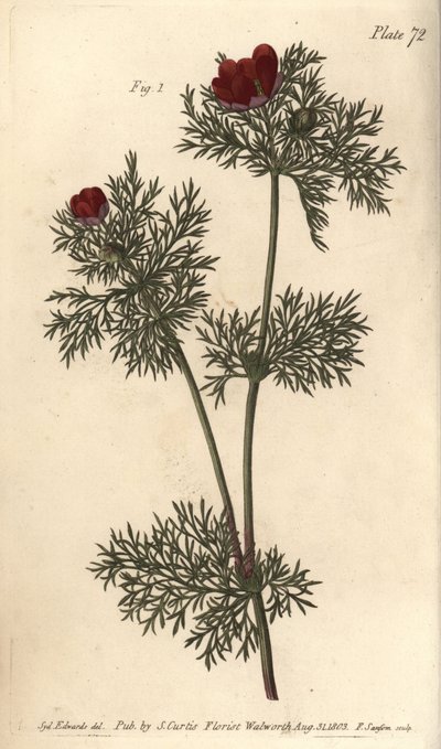 Fasanøye, Adonis annua, Polygynia, hermafrodittblomst med mange pistill. Håndfarget kobberstikk av F. Sansom av en botanisk illustrasjon av Sydenham Edwards til William Curtis' forelesninger om botanikk, som ble levert i Botanic Garden kl. av Sydenham Teast Edwards