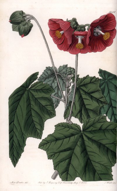 Phymosia variete, røde blomster, hjemmehørende i Mexico - Gravert av S. Watts, fra en illustrasjon av Sarah Anne Drake (1803-1857), fra Botanical Register of Sydenham Edwards (1768-1819), England av Sydenham Teast Edwards